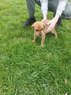 Stabij boerenfox pups, HCC (leverziekte), 8 tot 15 weken, Meerdere, Meerdere dieren