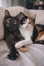 2 lieve poesjes 11.5 mnd gesteril/gechip/ingeënt, Meerdere dieren, Kortharig, 0 tot 2 jaar