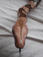 Surinaamse roodstaart man volwassen, Dieren en Toebehoren, Slang, 0 tot 2 jaar