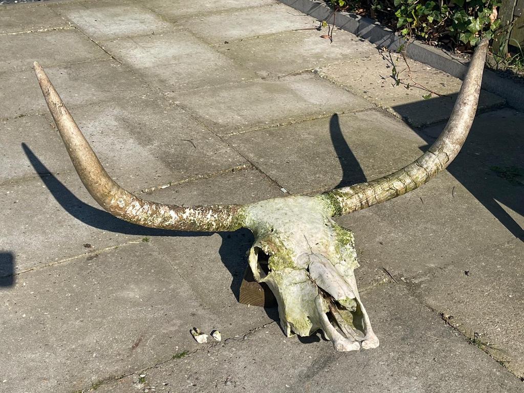 Groot longhorn schedel 97 cm, Verzamelen, Dierenverzamelingen, Ophalen, Gebruikt, Schedel