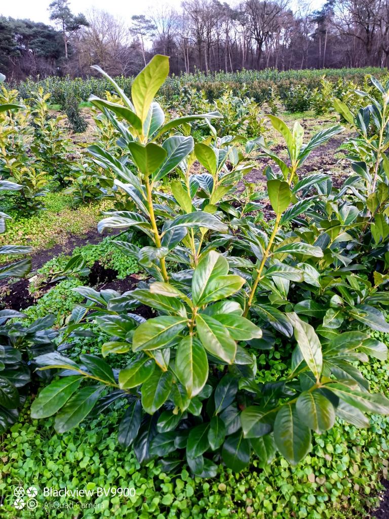 Laurier Prunus Rotundifolia 60-80cm en 80-100cm struiken, Ophalen of Verzenden, Laurier, Struik, 100 tot 250 cm
