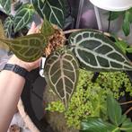 Anthurium HURC, Huis en Inrichting, Ophalen of Verzenden, Halfschaduw, Minder dan 100 cm