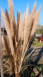 Pampas pluimen - GROOT -, Ophalen, Siergrassen, Volle zon