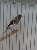 Largett espanolman wit bont., Dieren en Toebehoren, Vogels | Kanaries, Mannelijk, Kleurkanarie