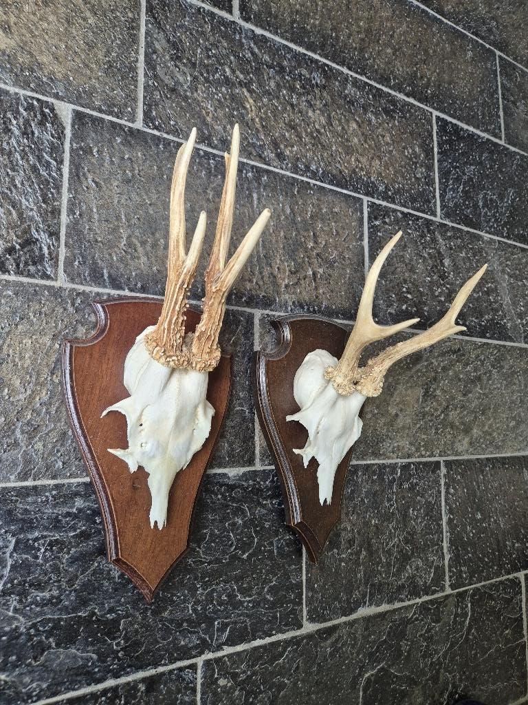 2 Prachtige Ree Geweien samen € 19,50 jacht hut mancave g83, Ophalen of Verzenden, Zo goed als nieuw, Hert, Gewei of Kop