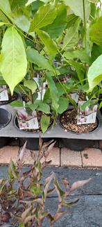 Zondag Stunt: Magnolias, Seringen en Viburnum Tinus, Ophalen