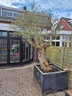 Prachtige Olijfboom in pot (met kraan uit tuin hijsen), Olijfboom, 250 tot 400 cm, Zomer, Ophalen