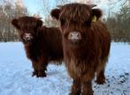 Te koop Schotse Hooglander kalfjes zusjes, Mannelijk