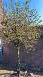 Boom, Tuin en Terras, Planten | Bomen, Ophalen, Volle zon, Overige soorten, 100 tot 250 cm