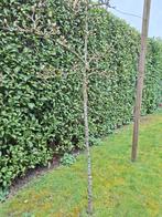 Gieze wildeman perenboom, Ophalen, Halfschaduw, Leiboom, 100 tot 250 cm