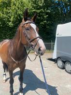 Te koop mooie drachtige sportmerrie, Merrie, Springpaard, 170 tot 175 cm, 11 jaar of ouder