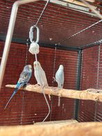 Bewezen koppel grasparkieten te koop, Dieren en Toebehoren, Vogels | Parkieten en Papegaaien, Meerdere dieren, Parkiet, Geringd