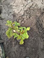 Frambozenplantje, Ophalen of Verzenden