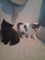 Laatste 2 kittens, Dieren en Toebehoren