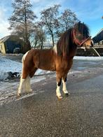 Super mooie pony hengst, Dieren en Toebehoren, Pony's, Hengst, Recreatiepony, Met stamboom, 3 tot 6 jaar