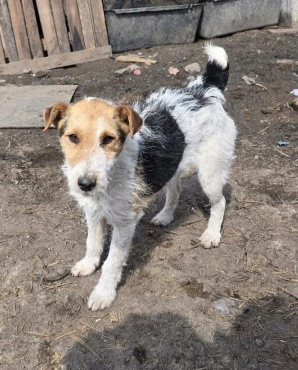Fox terriër zoekt baasje, Dieren en Toebehoren, Honden | Jack Russells en Terriërs, Particulier, Reu, 1 tot 2 jaar, Buitenland