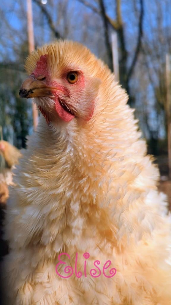 Broedeieren krulveer brahma groothoenders kippen krul, Geslacht onbekend, Kip