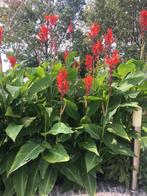 Canna,s, Tuin en Terras, Volle zon, Ophalen of Verzenden, Zomer, Groenteplanten