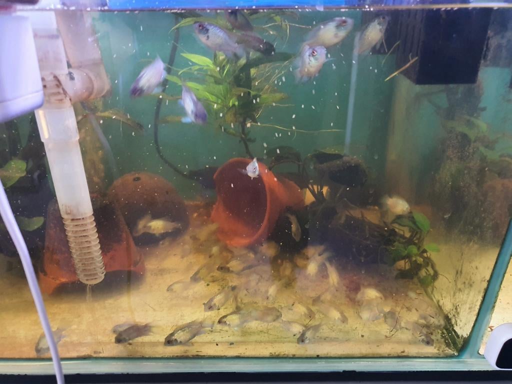 Te koop jonge Electric blue acara's eigenkweek, Vis