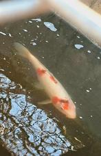 Koikarpers 9 stuks, Dieren en Toebehoren, Vissen | Vijvervissen, Karper of Koi