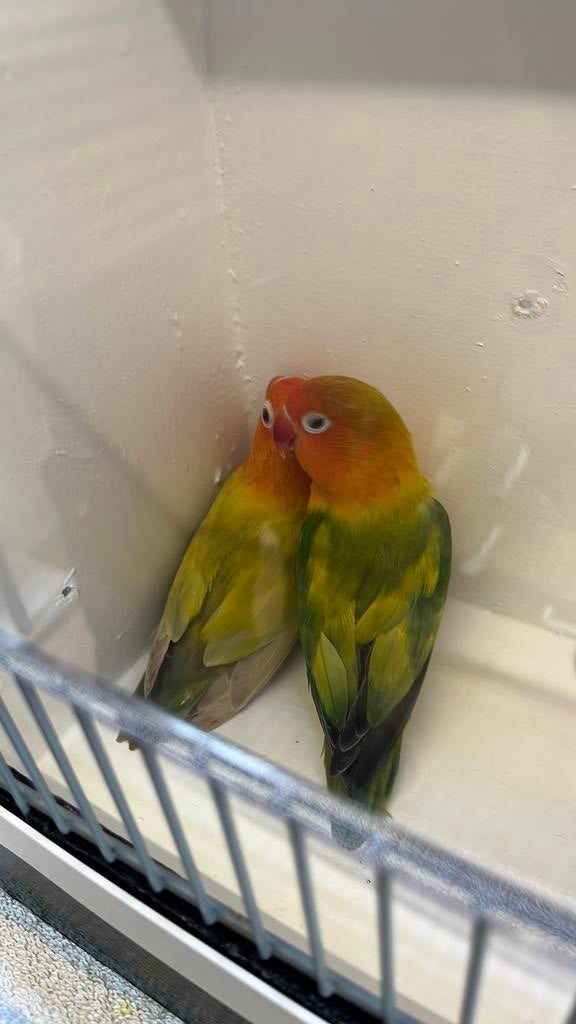 Koppel fischeri, Meerdere dieren, Dwergpapegaai of Agapornis, Geringd