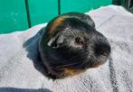 Gladhaar cavia beer, Dieren en Toebehoren, Knaagdieren, April, Mannelijk, Cavia