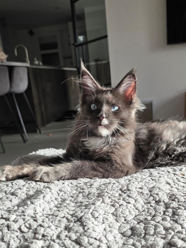 Maine coon poesje met stamboom, Poes, Met stamboom