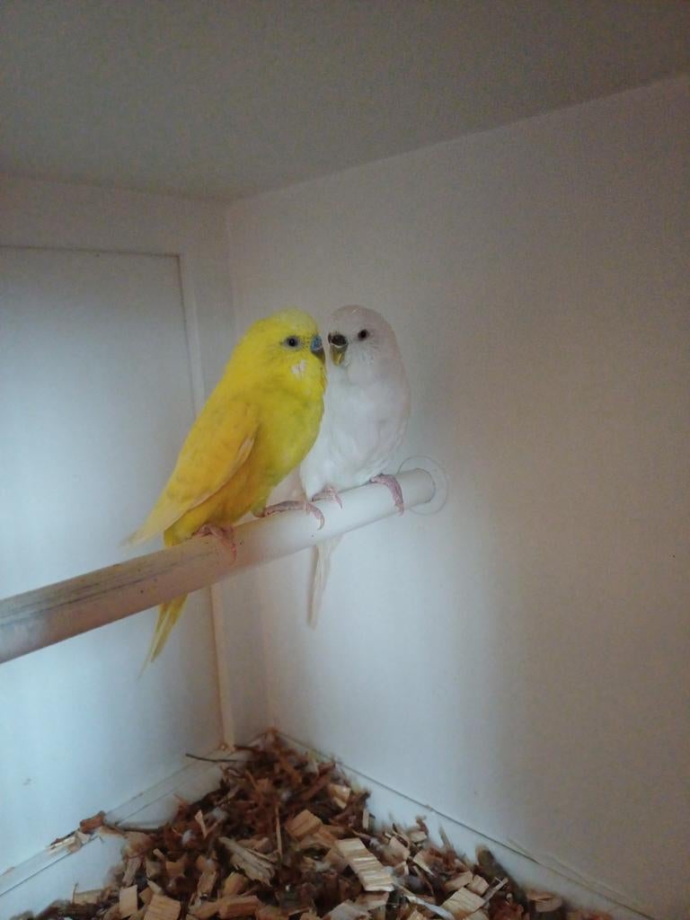 Koppel grasparkieten, Dieren en Toebehoren, Vogels | Parkieten en Papegaaien, Meerdere dieren, Parkiet