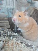 Lief hamstertje met compleet hok en toebehoren te koop, Dieren en Toebehoren, Knaagdieren, Cavia, Mannelijk, November, Tam