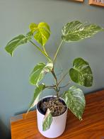 Monstera Variegata, Huis en Inrichting, Kamerplanten, Ophalen, Halfschaduw, Minder dan 100 cm