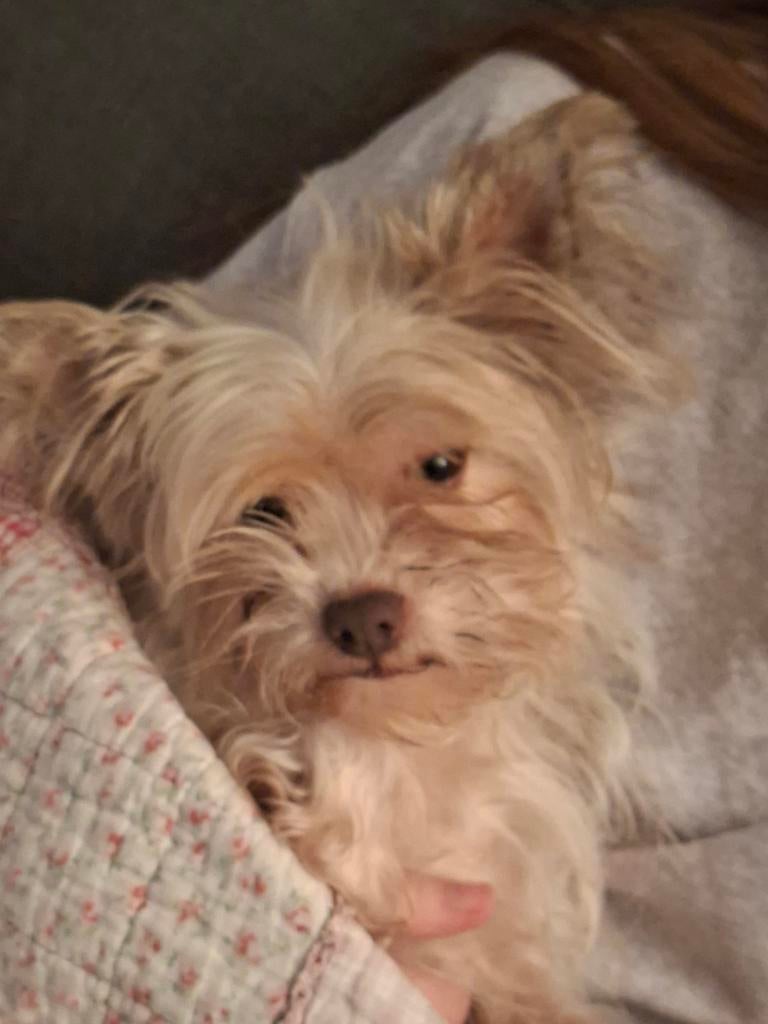 Kruising reu, Dieren en Toebehoren, Honden | Chihuahua's en Gezelschapshonden, Reu, Eén hond, Chihuahua, 3 tot 5 jaar