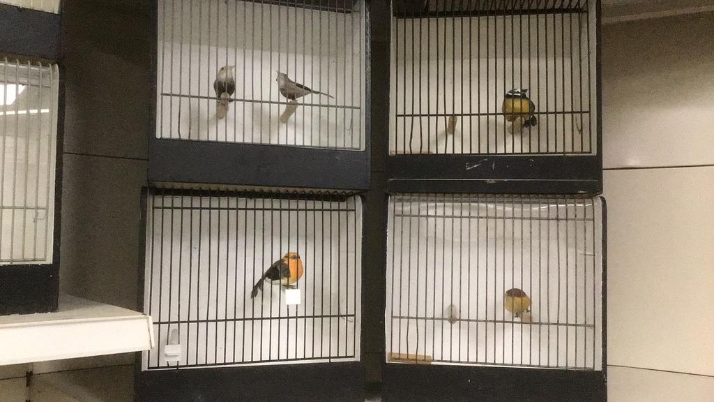T.T. Kooitjes, vintage vogelkooi, kooi, kooien, Dieren en Toebehoren, Vogels | Hokken en Kooien, Ophalen, Nvt., Gebruikt, Nvt,