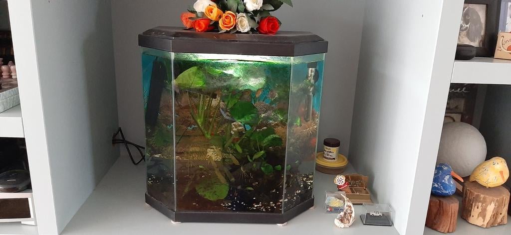Aquarium 30 liter hoekig led, Ophalen, Zo goed als nieuw, Grind, Zand of Voedingsbodem