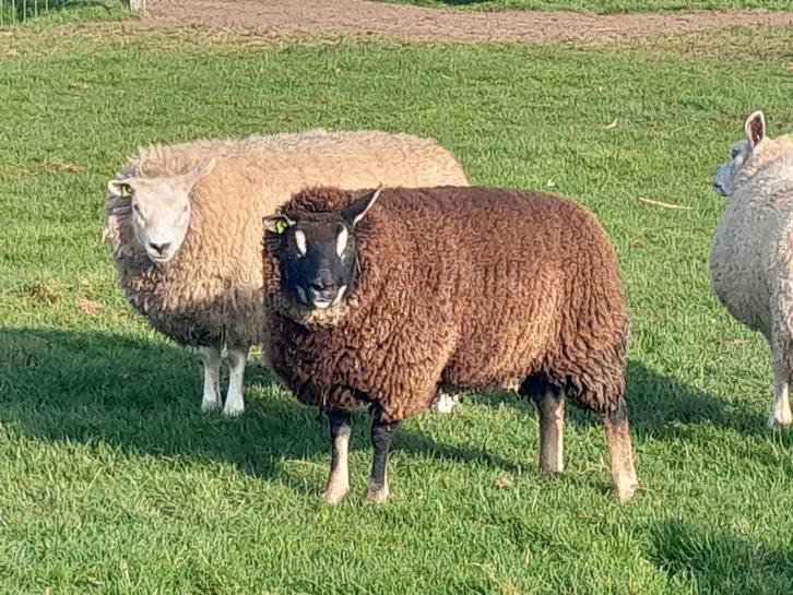 Dassenkop en witte texelaar ooi, Dieren en Toebehoren, Schapen, Geiten en Varkens, Schaap, Vrouwelijk, 0 tot 2 jaar