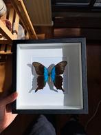 Prachtige vlinder in lijst | opgezette Papilio ulysses, Ophalen of Verzenden, Zo goed als nieuw, Insect, Opgezet dier