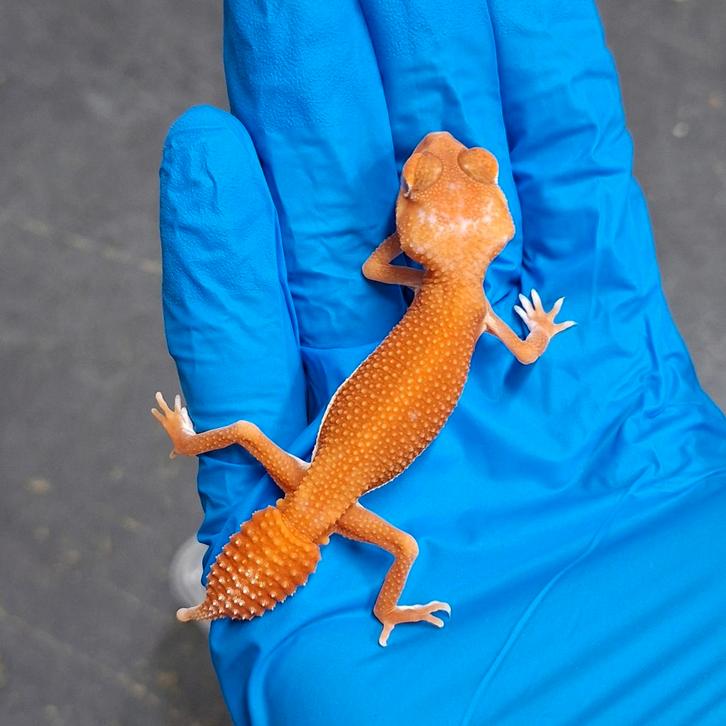 1.0 nlp albino patternless cb2025, Dieren en Toebehoren, Reptielen en Amfibieën, Hagedis, 0 tot 2 jaar