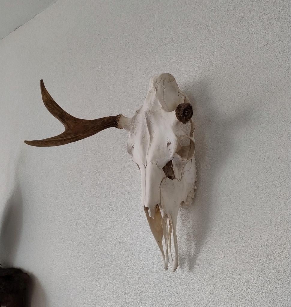 Abnormale eland schedel gewei elandgewei, Ophalen, Zo goed als nieuw, Hert, Schedel