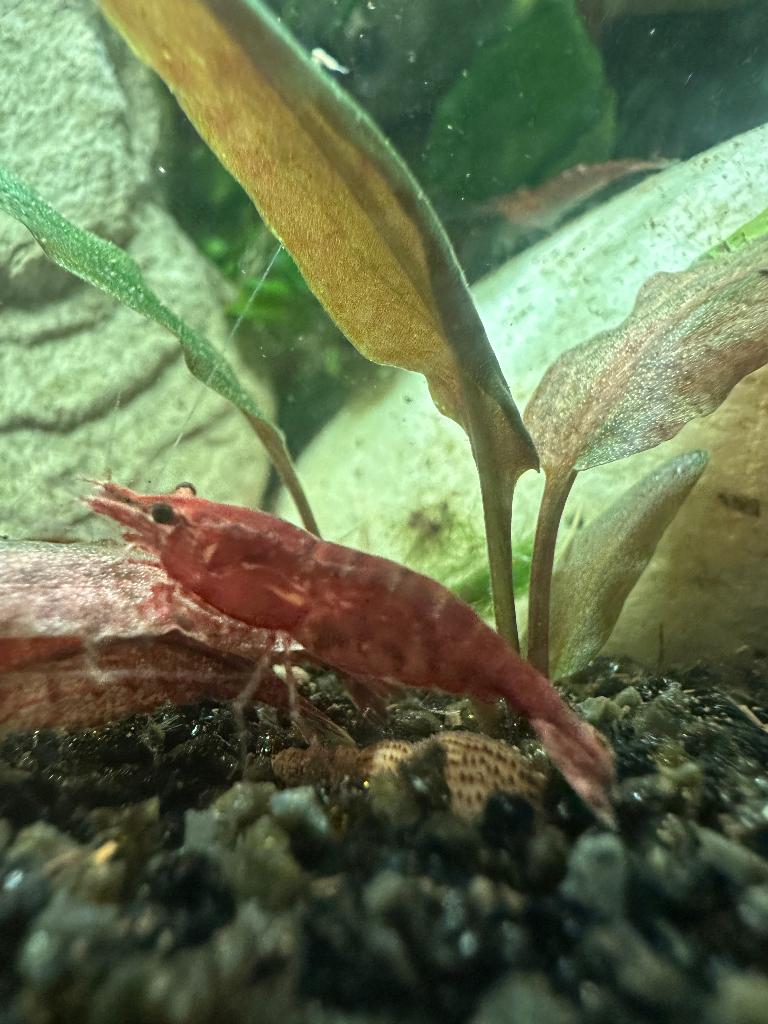 Vuurgarnalen €0.75 per stuk, Dieren en Toebehoren, Vissen | Aquariumvissen, Kreeft, Krab of Garnaal, Zoetwatervis