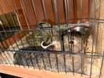 Baby konijntjes, Dieren en Toebehoren, Konijnen, Meerdere dieren, Dwerg