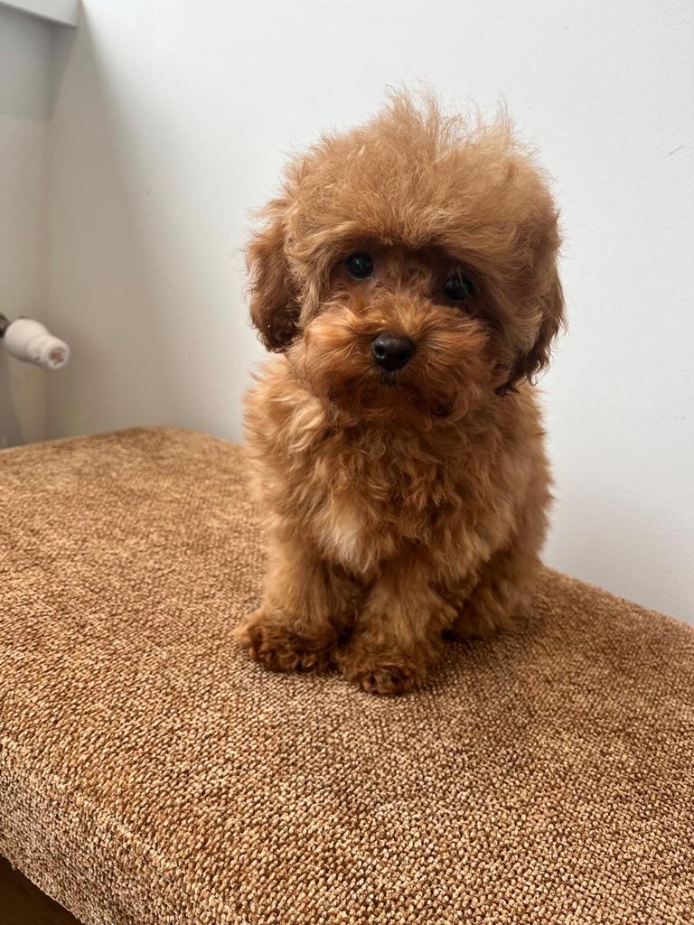 Maltipoo teefje F2 mini ~3kg, Dieren en Toebehoren, Overige rassen, 8 tot 15 weken, Teef, Parvo