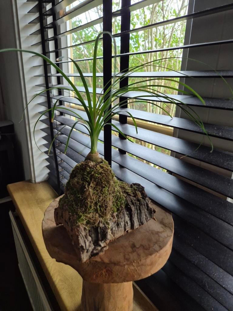 Olifantspoot op kurk, Huis en Inrichting, Kamerplanten, Overige soorten, Minder dan 100 cm, Groene kamerplant, Halfschaduw
