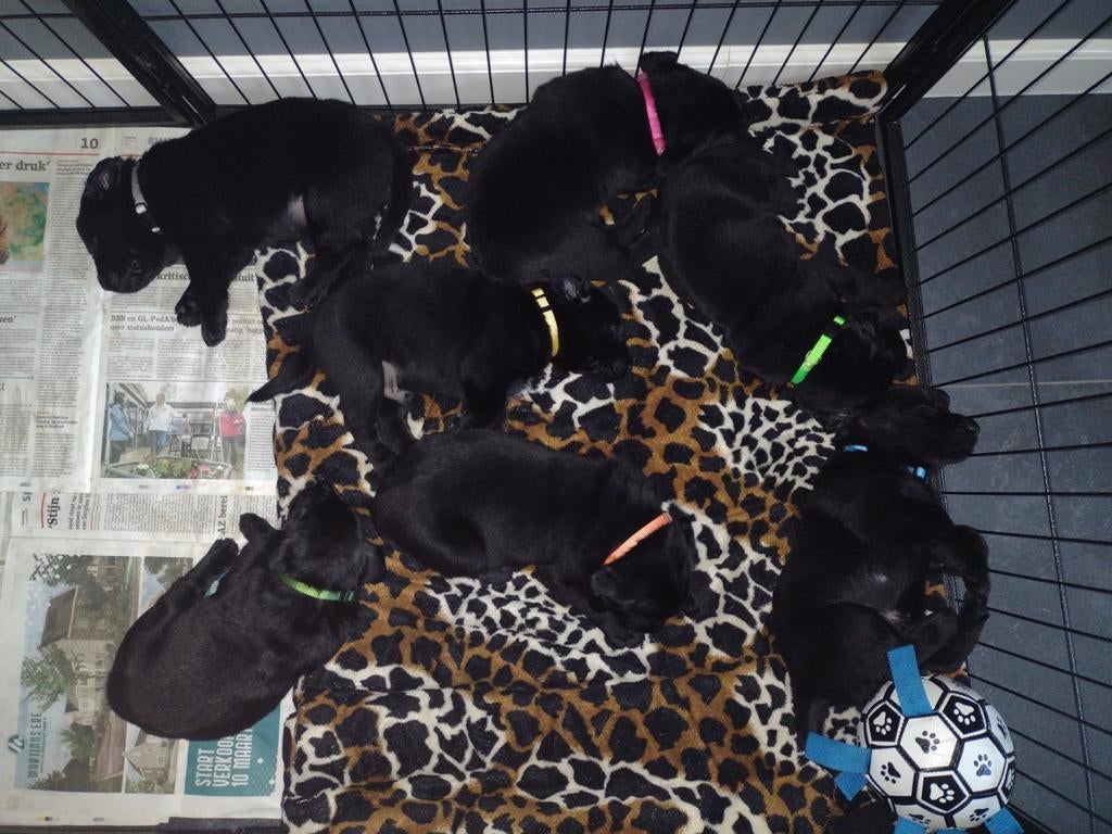 Prachtige Goldador pups (Golden Retriever x Labrador), Dieren en Toebehoren, Honden | Retrievers, Spaniëls en Waterhonden, Parvo