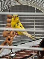 Parkiet  inclusief kooi, Dieren en Toebehoren, Vogels | Parkieten en Papegaaien, Mannelijk, Parkiet