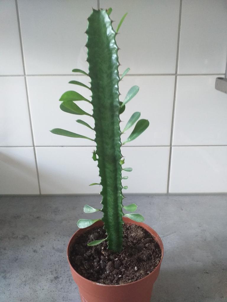 Cactus, Tuin en Terras, Planten | Tuinplanten, Ophalen, Overige soorten, Volle zon