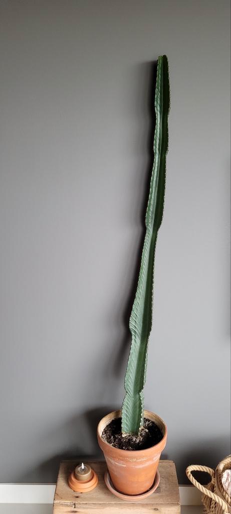 Grote gave Cactus in pot 155 cm hoog, Huis en Inrichting, Kamerplanten, Cactus, 150 tot 200 cm, Groene kamerplant, Volle zon, In pot