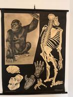 Schoolplaat Vrouwtjes Gorilla - Jung-Koch-Quentell, Antiek en Kunst, Ophalen of Verzenden, Natuur en Biologie