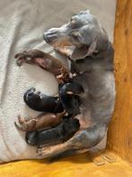 Update 2 Teckelpups, 8 tot 15 weken, Korthaar, Dwerg, Meerdere