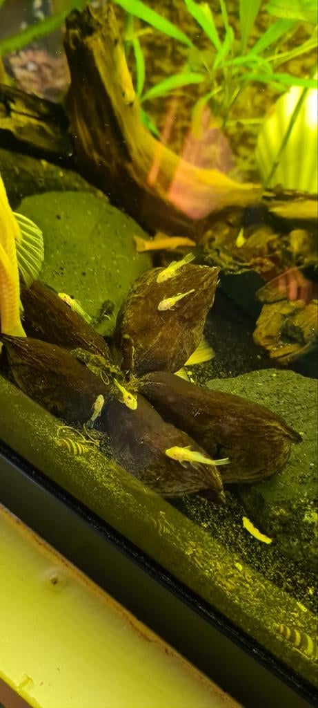 Te koop! Nakweek "L144 Blue Eyes", Dieren en Toebehoren, Vissen | Aquariumvissen, Vis, Zoetwatervis
