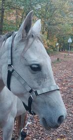 Halster te koop, Ophalen of Verzenden, Zo goed als nieuw, Overige soorten