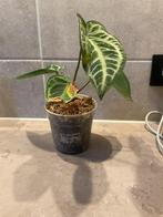 Anthurium crysttal.xmag.xpappillanium, Huis en Inrichting, Ophalen, Overige soorten, Halfschaduw, Minder dan 100 cm